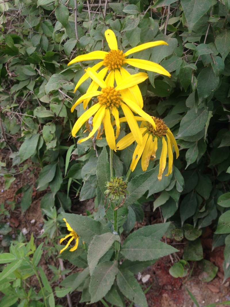 Gravelweed photo 5