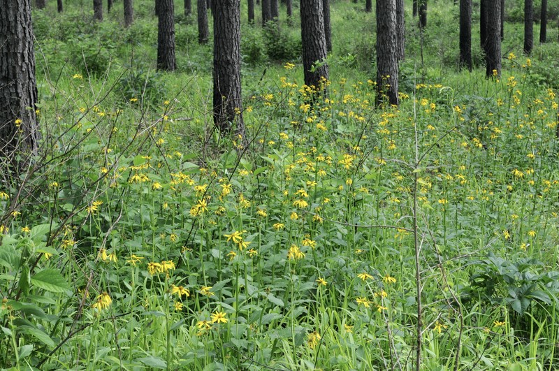 Gravelweed photo 6