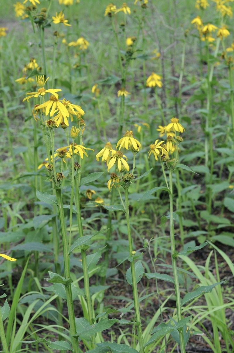 Gravelweed photo 7