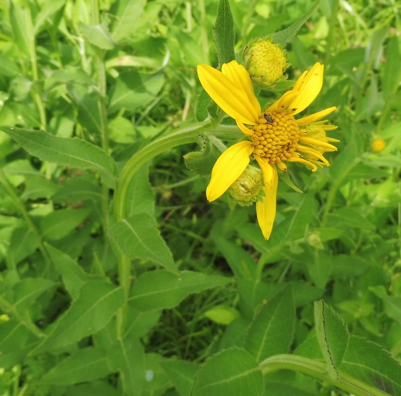 Gravelweed