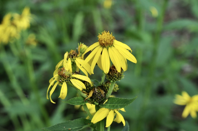 Gravelweed photo 2