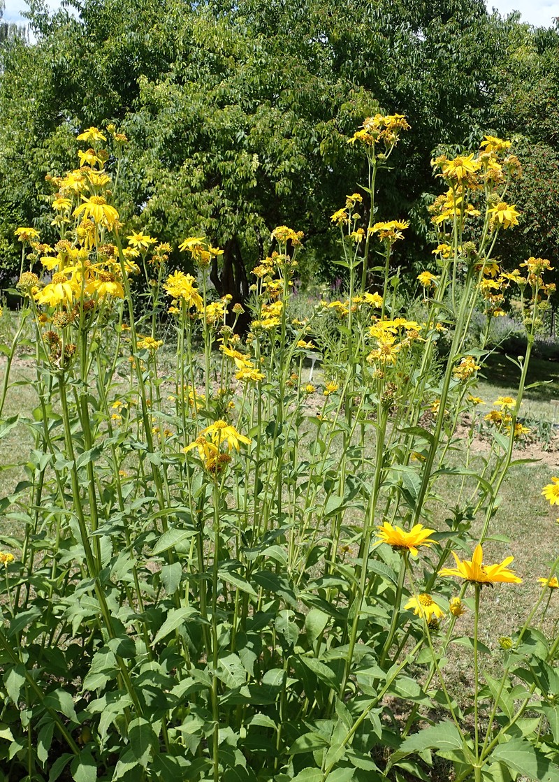 Gravelweed photo 3