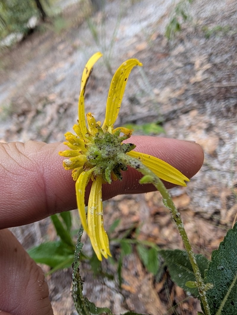 Diverseleaf Crownbeard