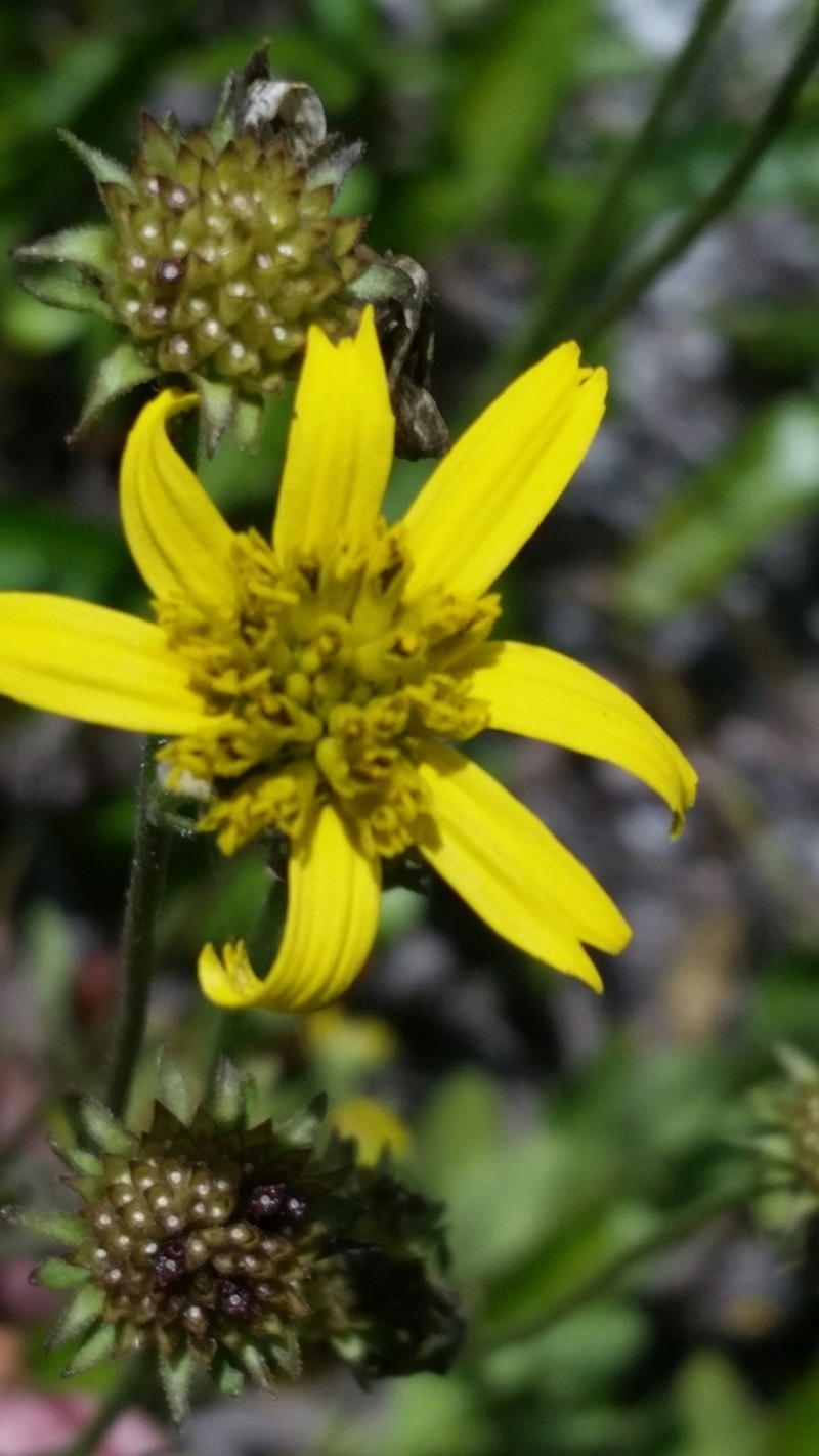 Diverseleaf Crownbeard photo 2