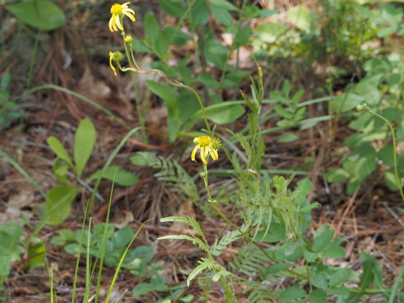 Diverseleaf Crownbeard photo 3