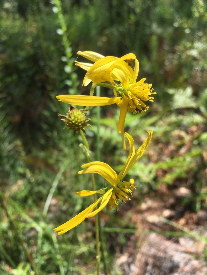 Diverseleaf Crownbeard photo 4