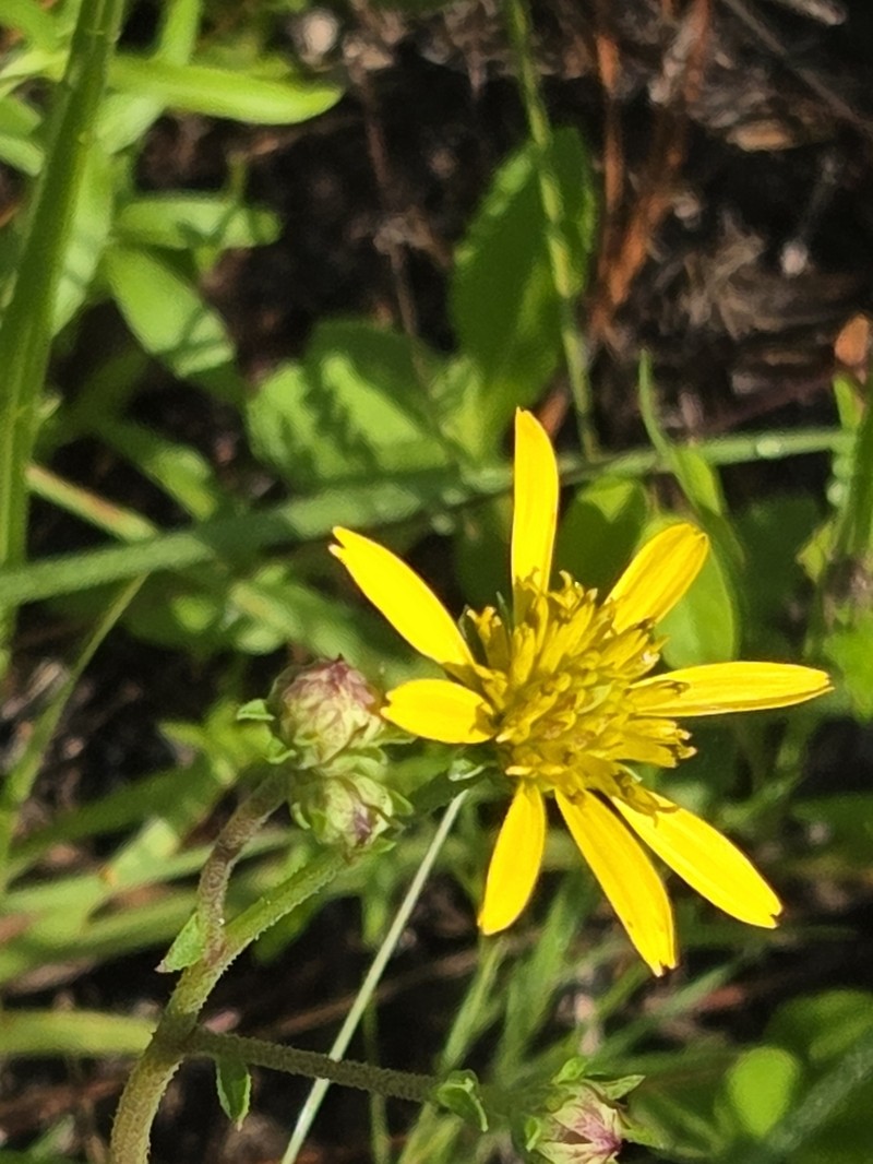 Diverseleaf Crownbeard photo 5