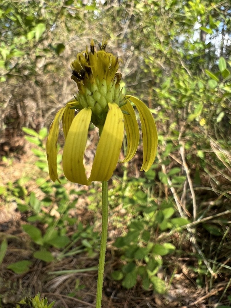 Diverseleaf Crownbeard photo 6