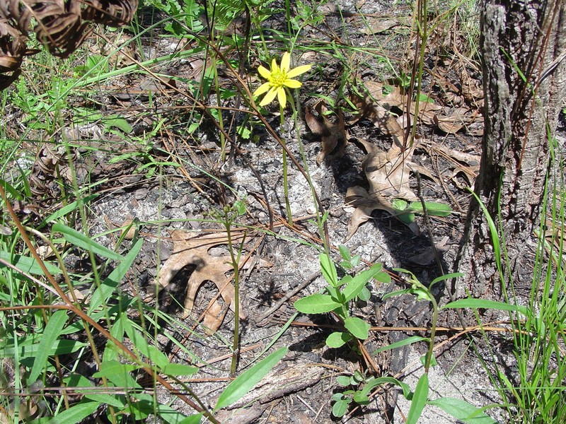 Diverseleaf Crownbeard photo 7