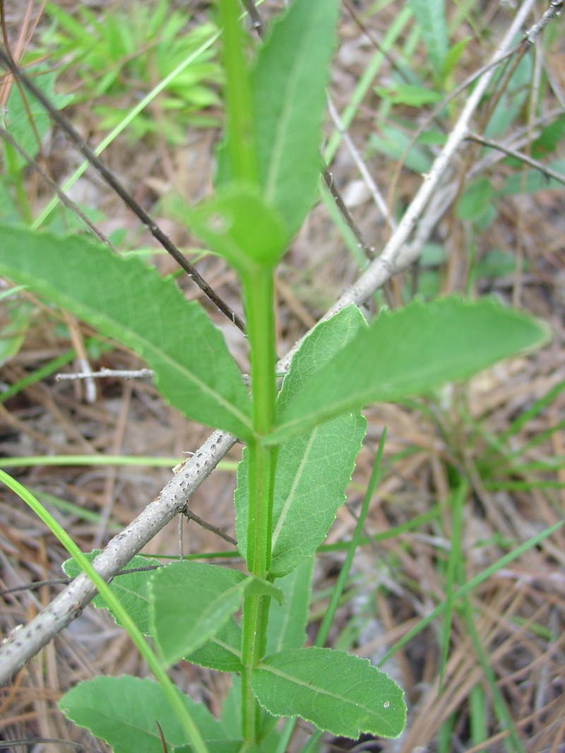 Diverseleaf Crownbeard photo 8