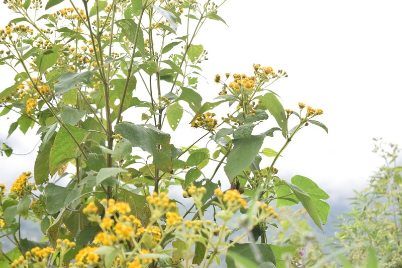 Verbesina hidalgoana photo 2