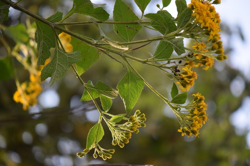 Verbesina hidalgoana photo 3