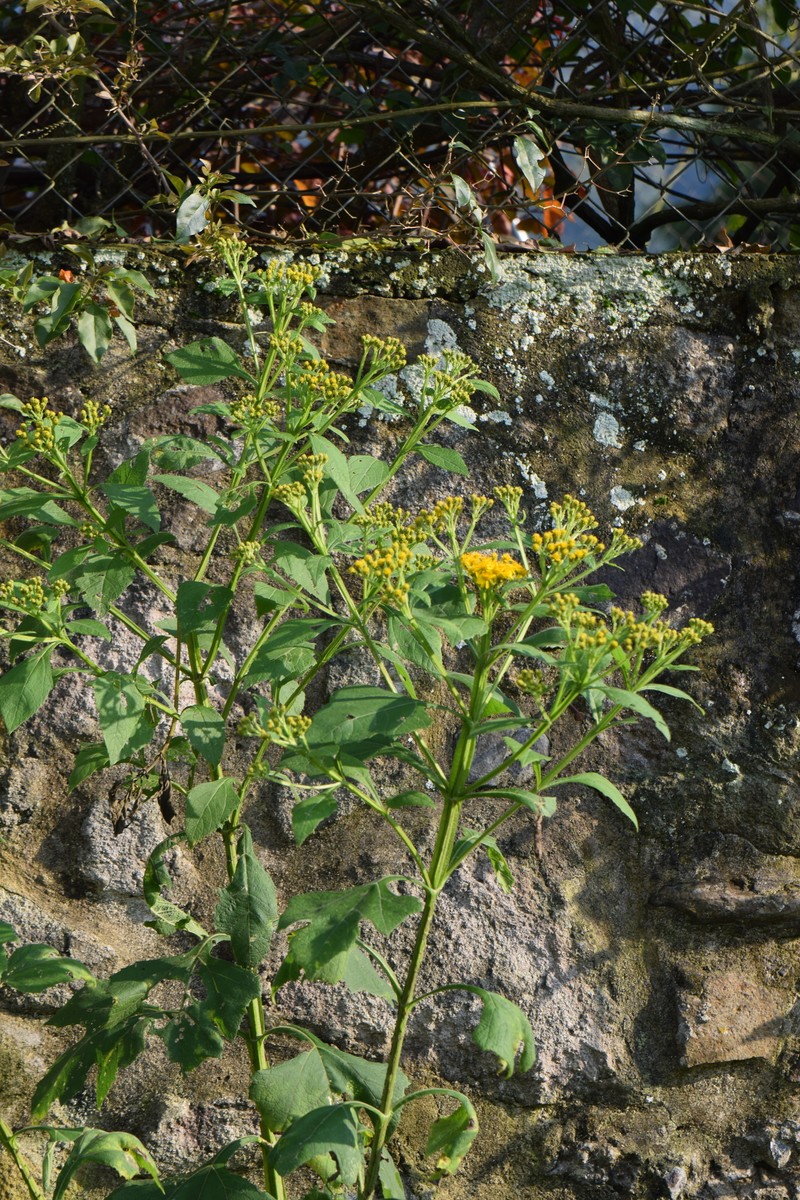 Verbesina hidalgoana photo 7