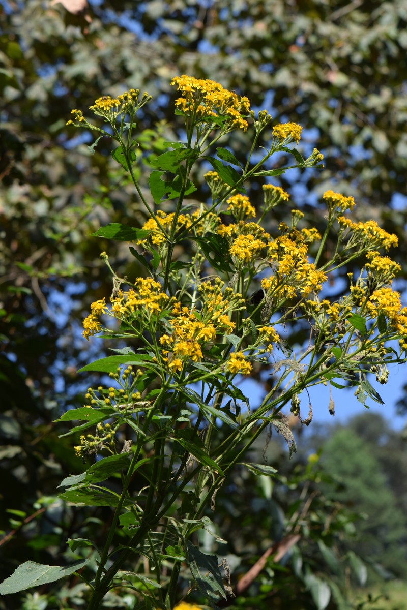 Verbesina hidalgoana photo 8