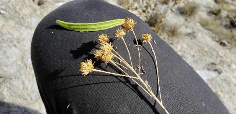 Verbesina hintoniorum