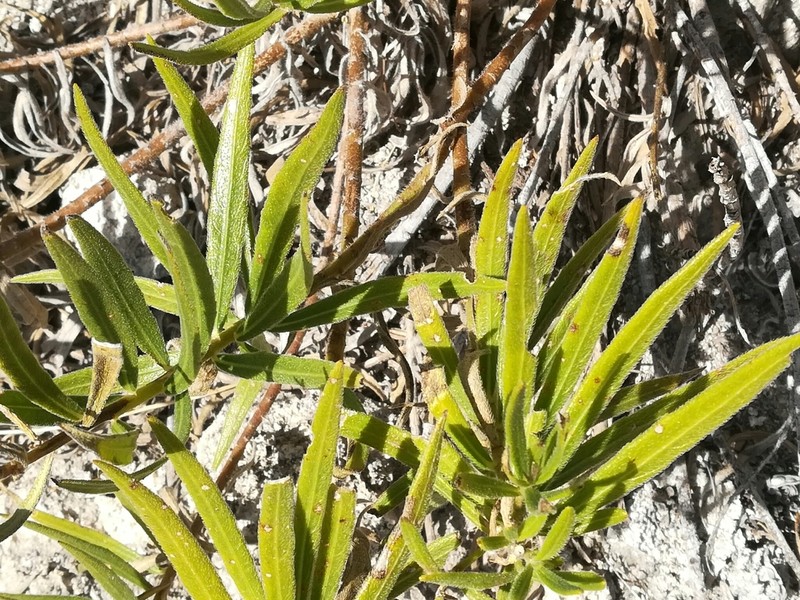 Verbesina hintoniorum photo 2