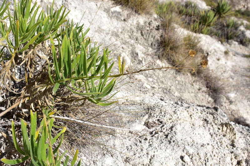 Verbesina hintoniorum photo 3