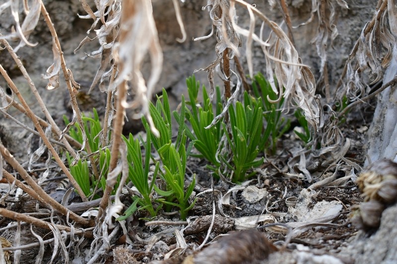 Verbesina hintoniorum photo 4