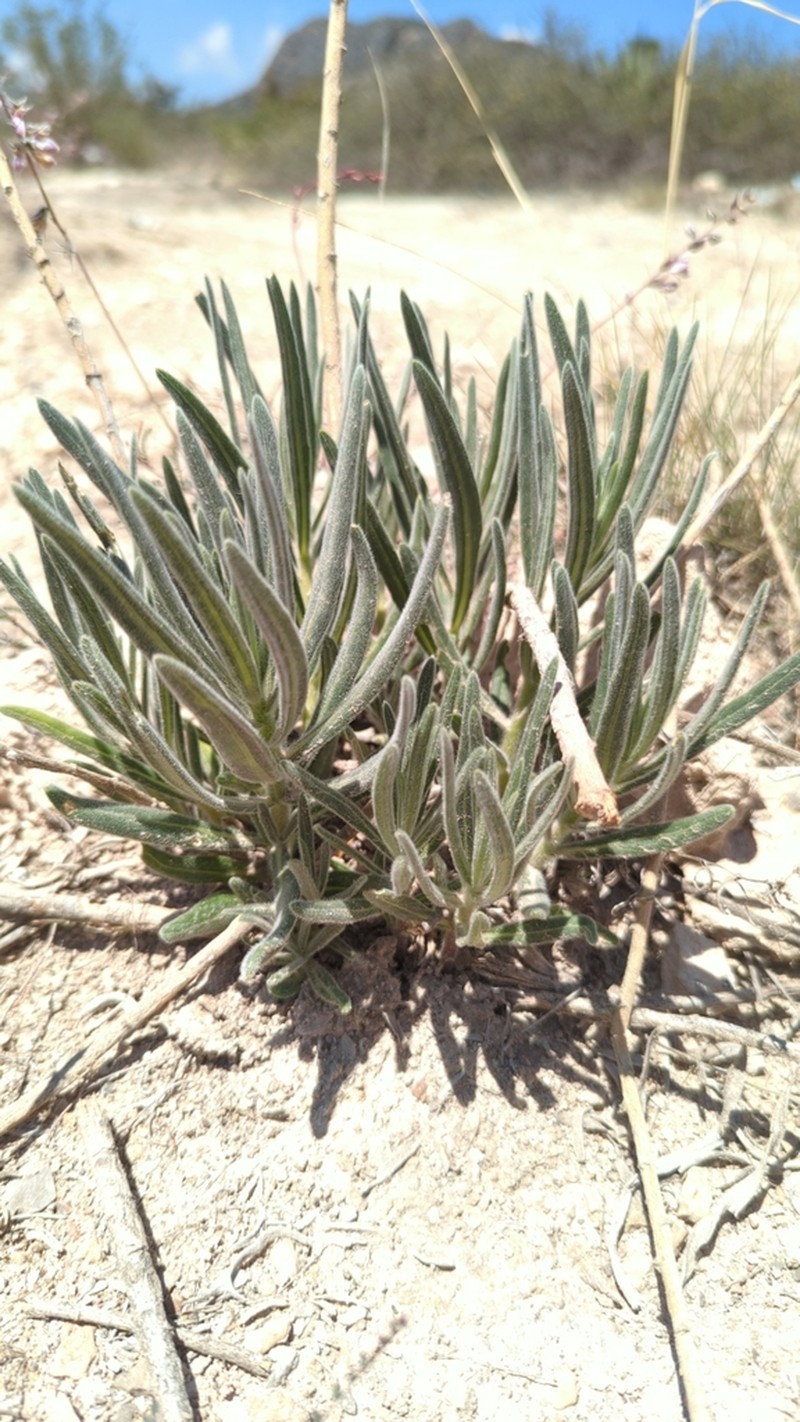 Verbesina hintoniorum photo 6