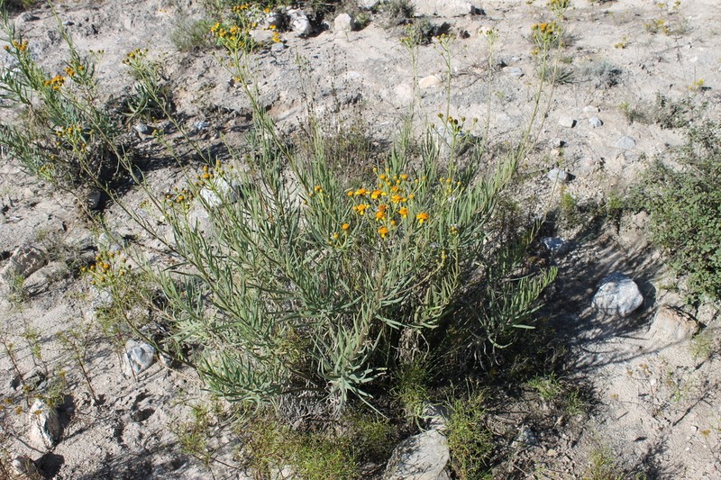 Verbesina hintoniorum photo 7