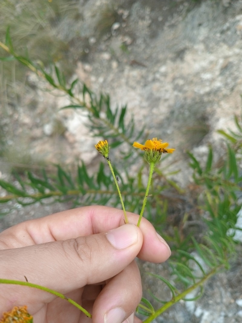 Verbesina hintoniorum photo 8