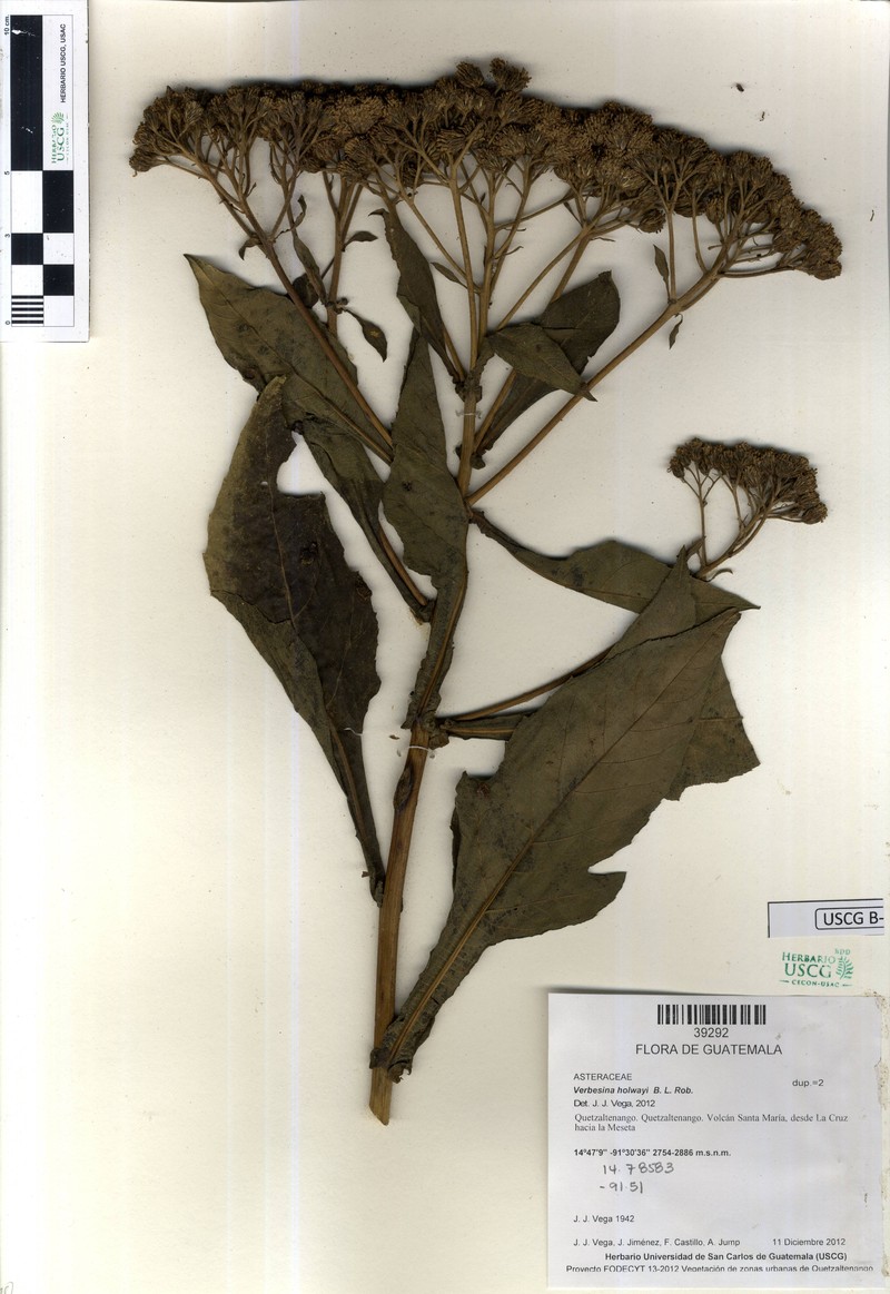 Verbesina holwayi