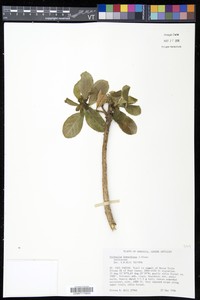 Verbesina howardiana