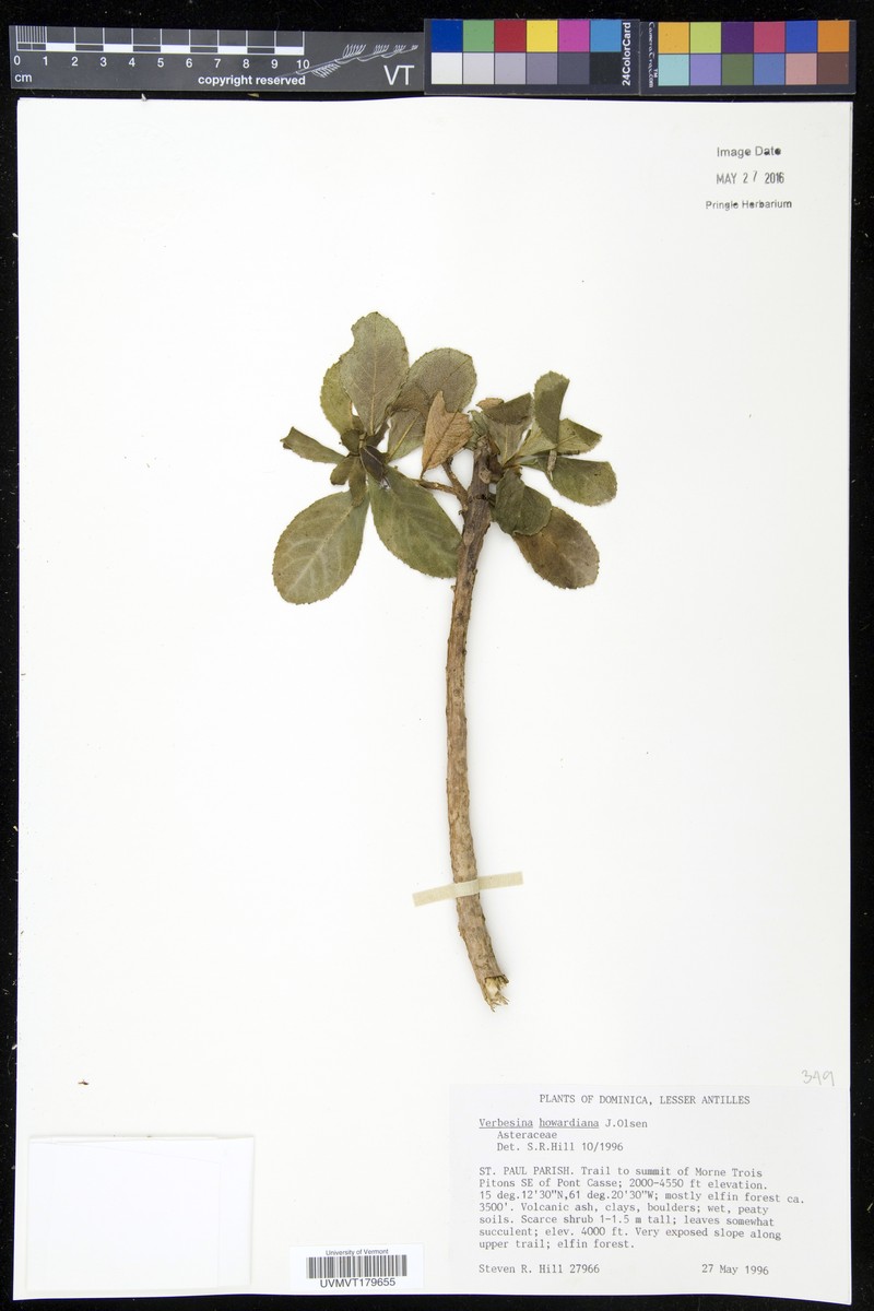 Verbesina howardiana