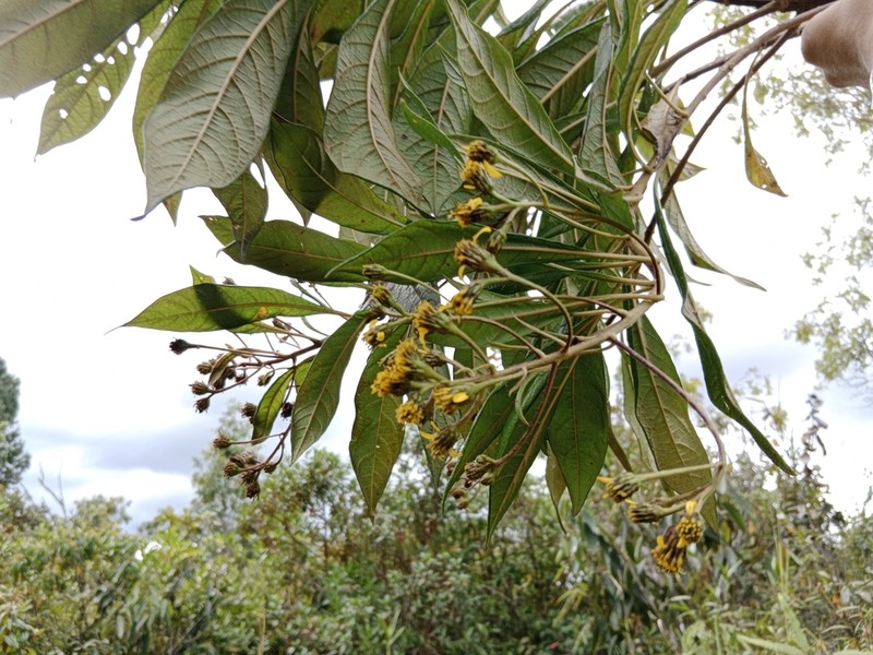 Verbesina humboldtii
