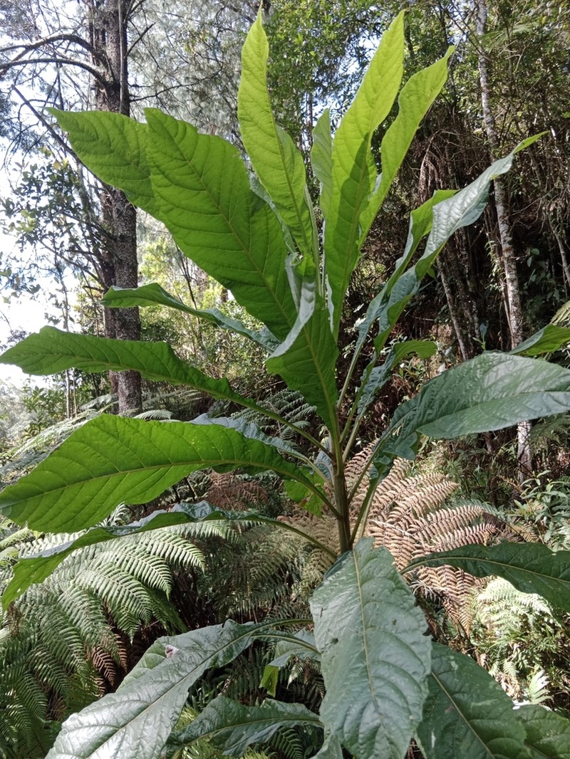 Verbesina humboldtii photo 2