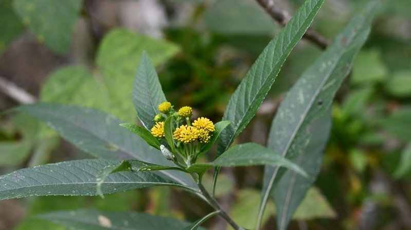 Verbesina hypargyrea photo 2
