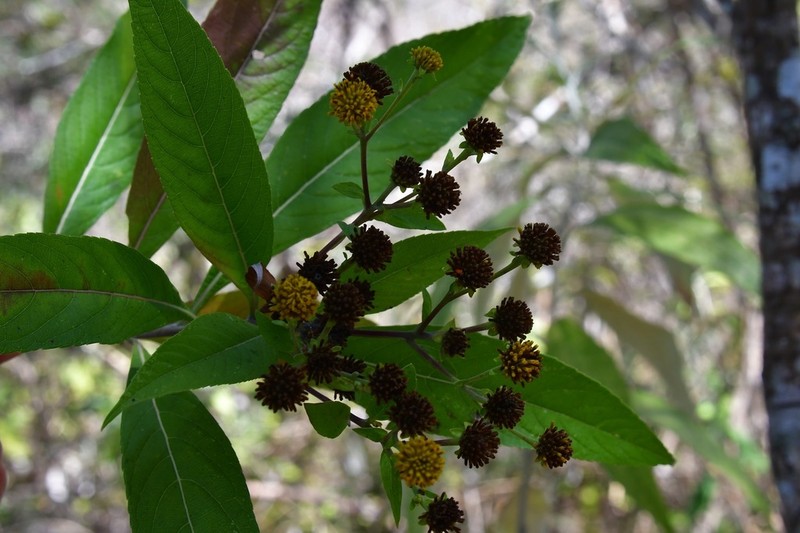 Verbesina hypargyrea photo 3
