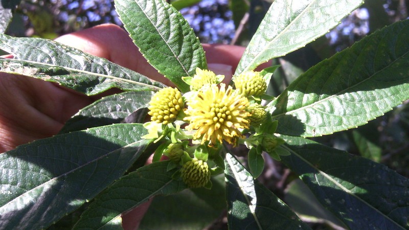 Verbesina hypargyrea photo 4