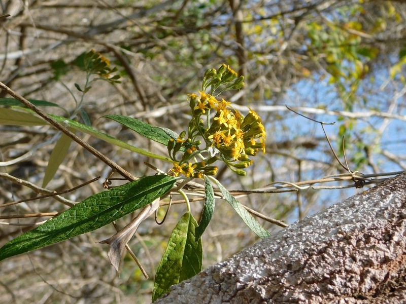 Verbesina hypargyrea photo 5