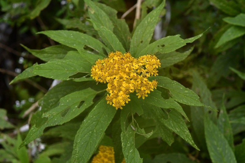 Verbesina hypargyrea photo 6
