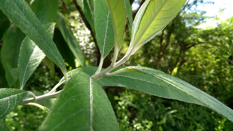 Verbesina hypargyrea photo 7