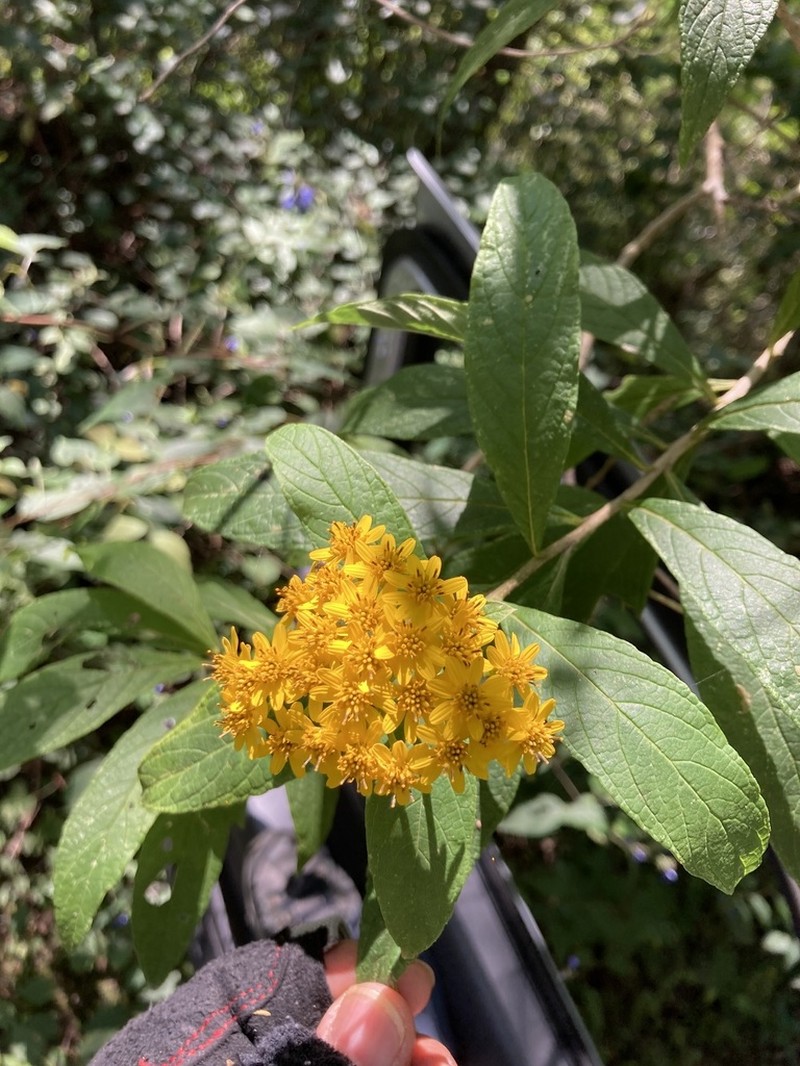 Verbesina hypargyrea photo 8
