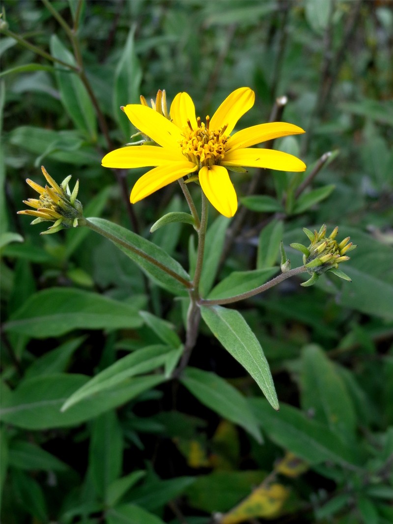 Verbesina hypoglauca