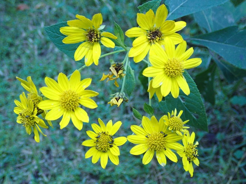 Verbesina hypoglauca photo 2