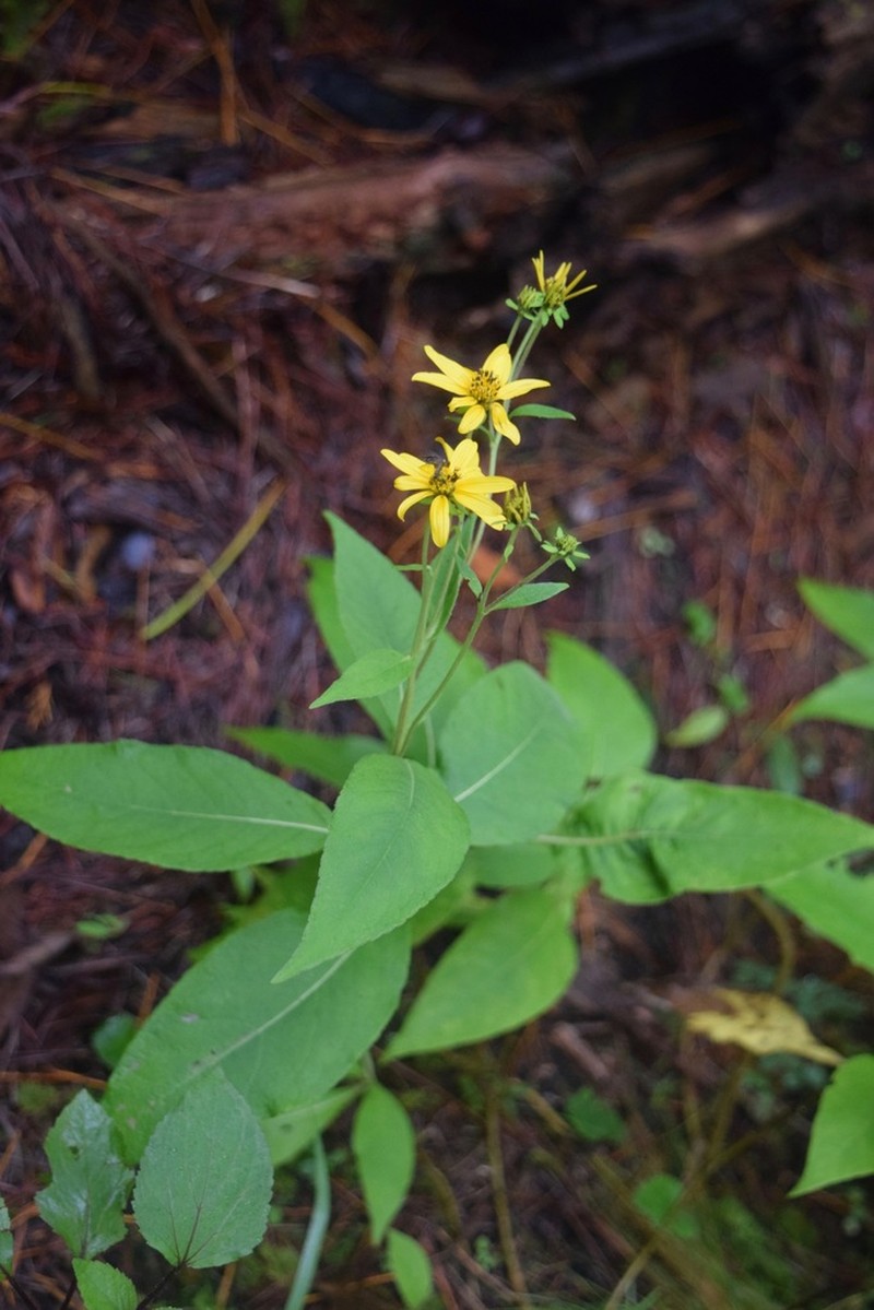 Verbesina hypoglauca photo 3