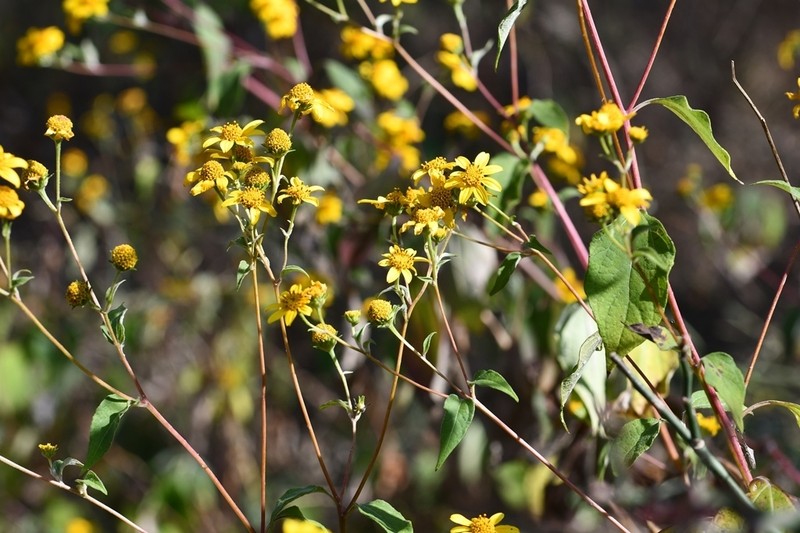 Verbesina hypoglauca photo 4