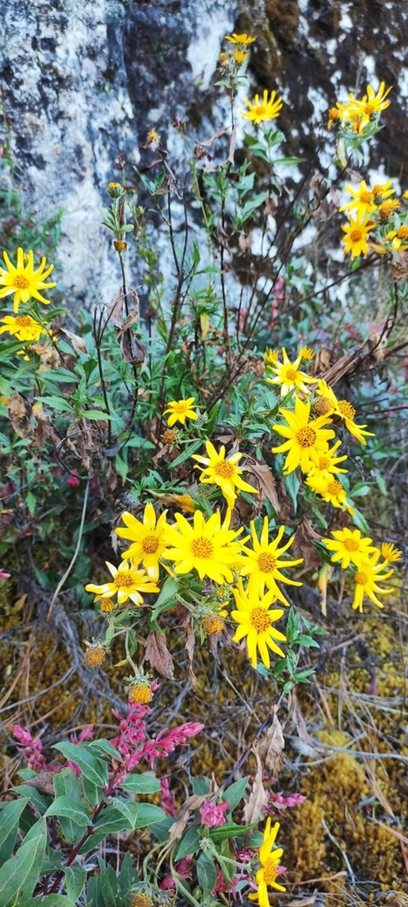 Verbesina hypoglauca photo 5