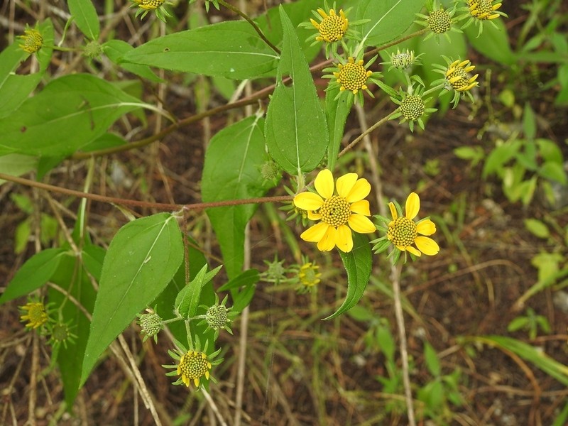 Verbesina hypoglauca photo 6