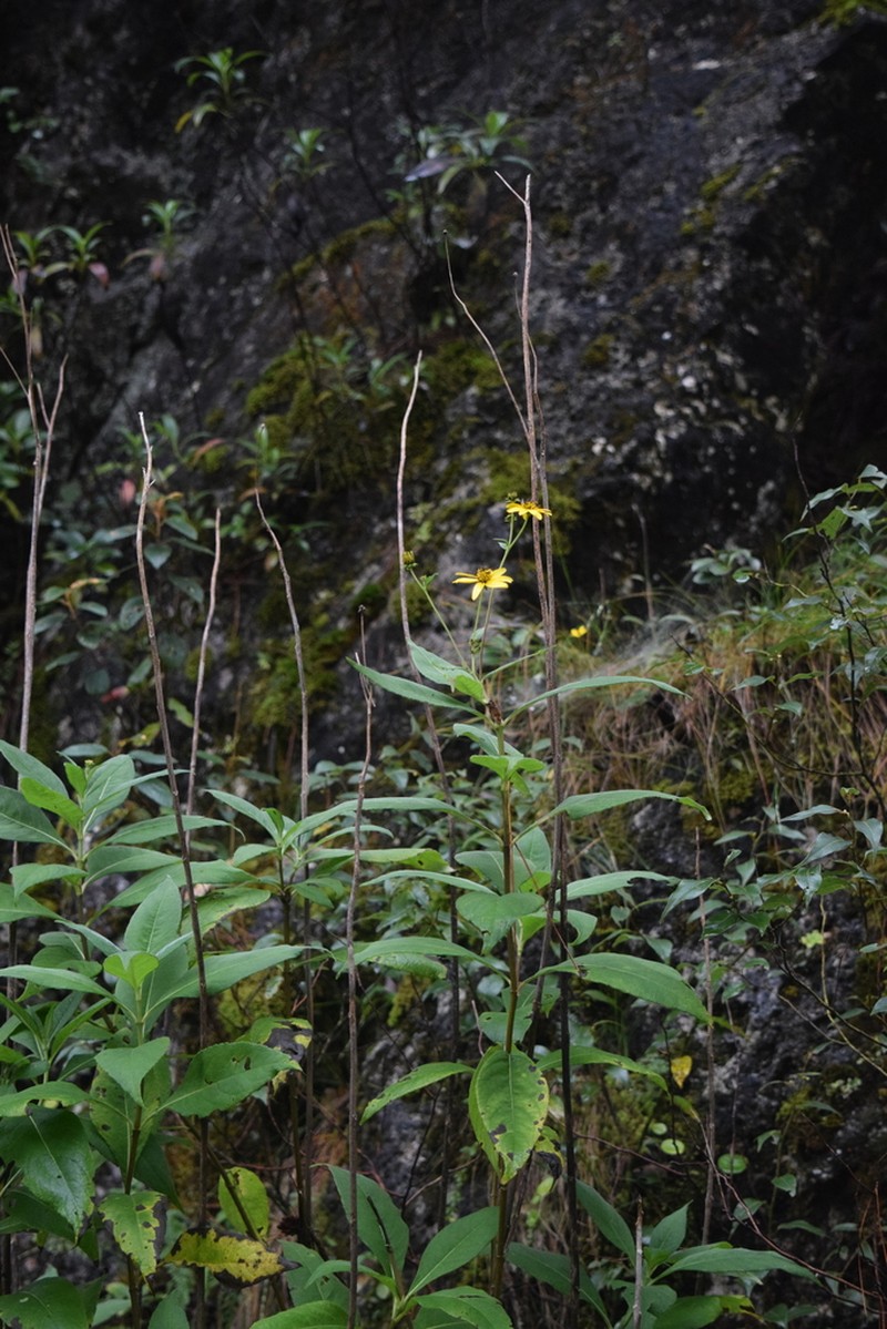 Verbesina hypoglauca photo 7
