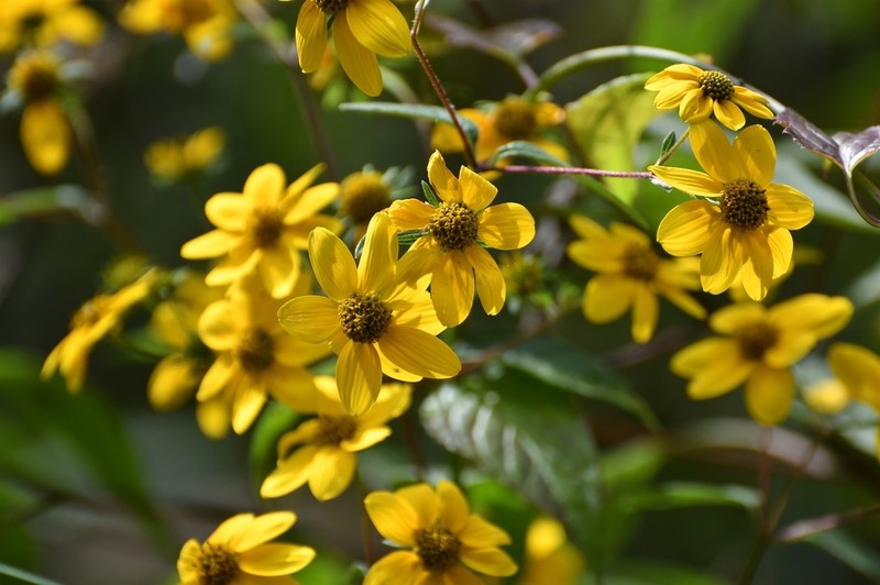 Verbesina hypoglauca photo 8