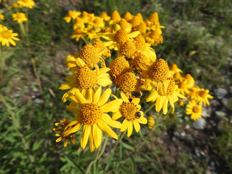 Verbesina hypomalaca