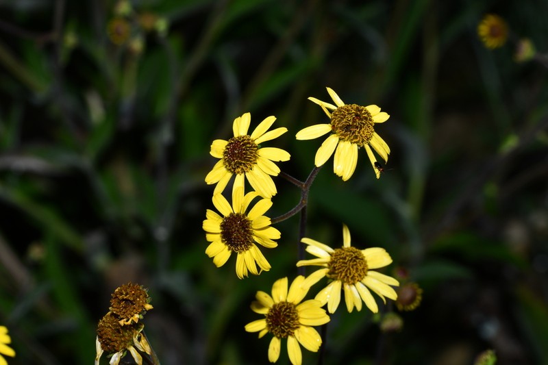 Verbesina hypomalaca photo 2