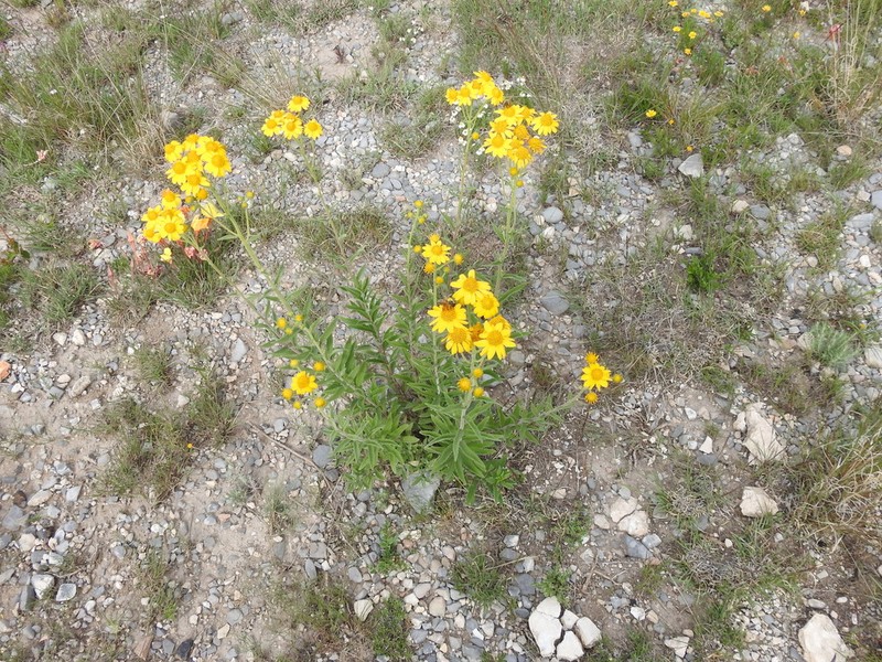 Verbesina hypomalaca photo 3