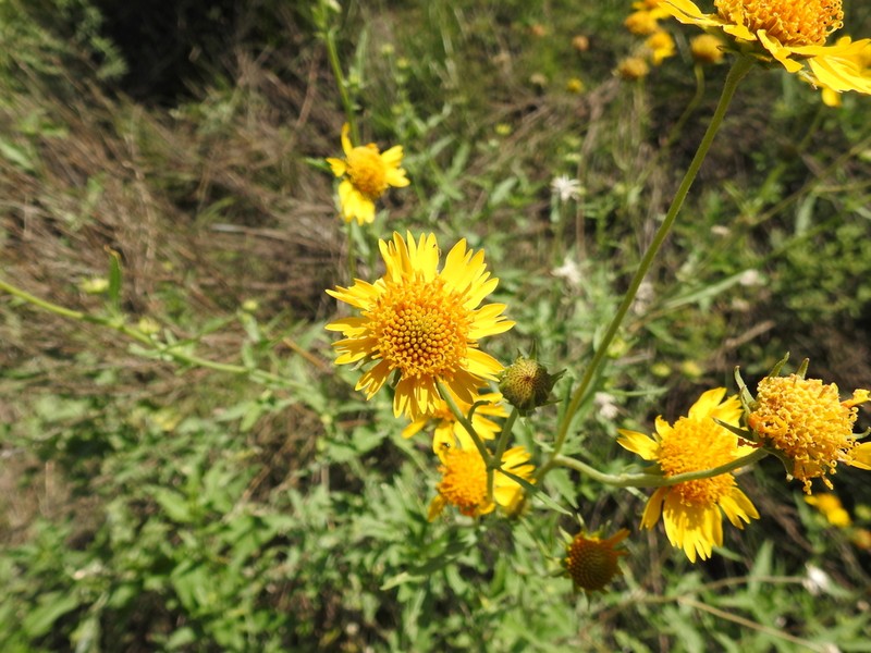 Verbesina hypomalaca photo 5