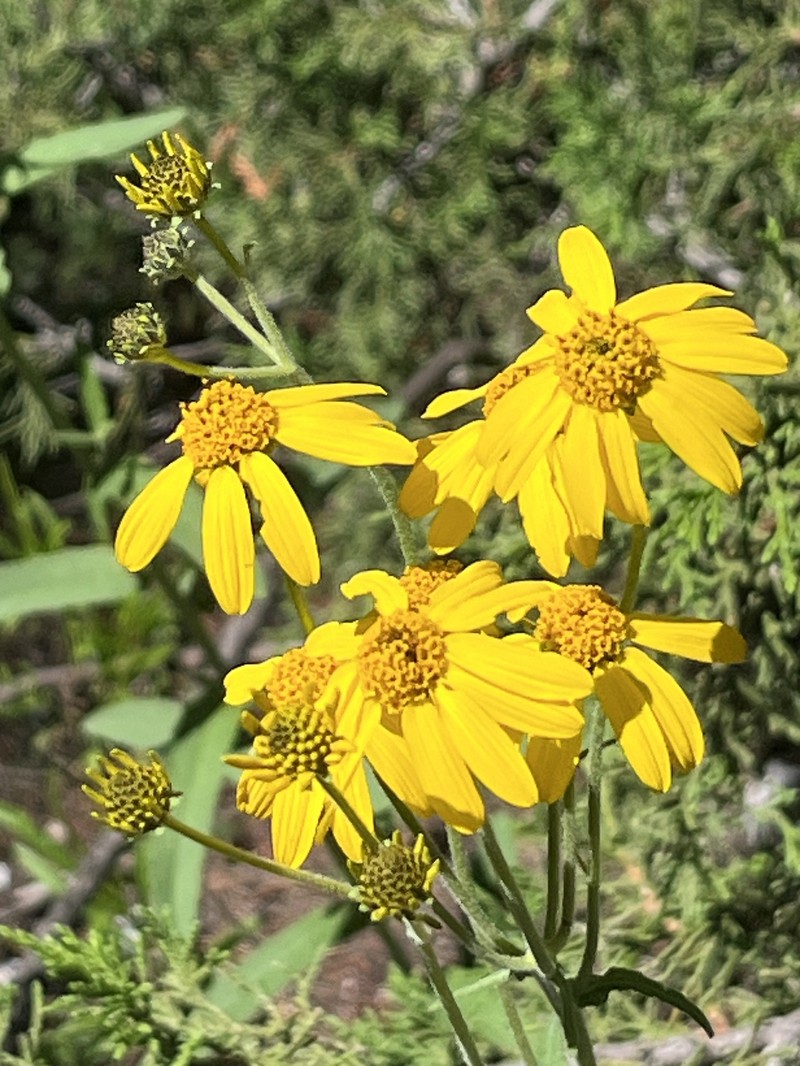 Verbesina hypomalaca var. saltillensis